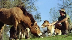 Укротяване на кон