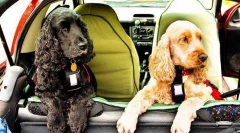 Пиене на куче в колата