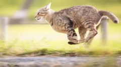 Колекция на котка до псевдоним