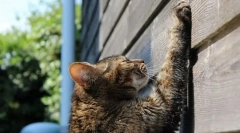 Учи учението на котката в kogttechka