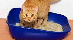 Учи учението на котката до тоалетната