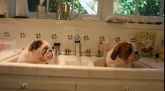 Кученце преподаване на кученце