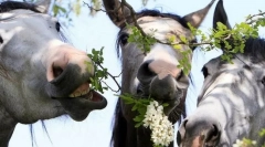 Навици коне