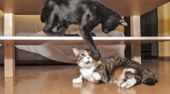 Проблемно поведение на котките