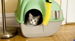 Котката се прекъсва на мястото