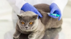 Превенция и ваксинации за котката