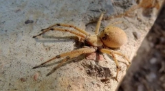 Произхода на членестонода