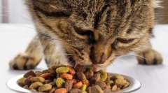 Индустриална храна