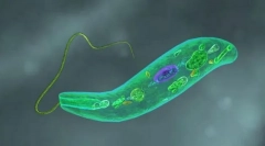 Протистология