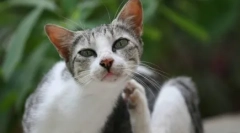 Антипаразитна медицина одектин