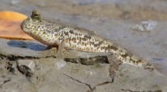 Джъмпер или култивиран