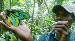 Синьогърска кралица александра