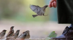 Птици и мъж