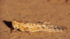 Изоставена скакалец