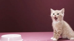 Kotthitka диета