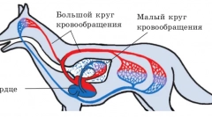 Нарушения на кръвообращението и лимфните жлези