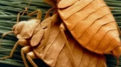 Отглеждане и жизнен цикъл на дървениците