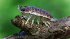 Сортове mokritz