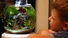 Развъждане на аквариумната риба