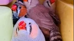 Амадин размножаване у дома