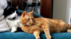 Котка развъждане