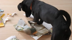 Образователни игри за кучета го правят сами