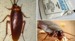 Рецепти с борна киселина от хлебарки