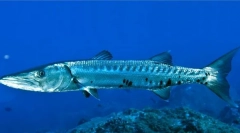 Река чудовища