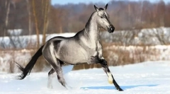 Редки и необичайни притежатели на коне (10 снимки)