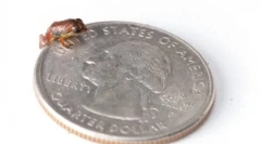 Рядка форма на земноводни, които са били отворени (12 снимки)