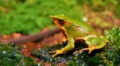 Rinoderma дарвин