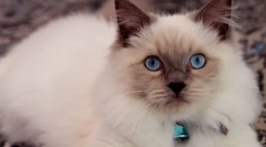 Парцалена кукла