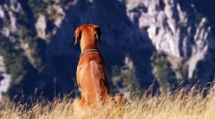 Rhodesian ridgeback (снимка): похотлив ловец и удебелен пазител