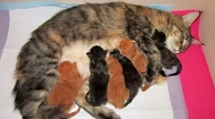 Котки за раждане