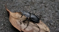 Рогач барбароса