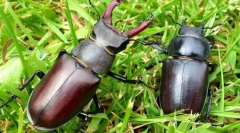 Рогати бръмбари