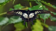 Роуз цейлон