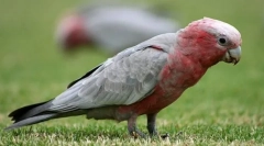Pink cockada