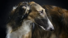 Руски боржа (снимки): елегантен аристократ и ожесточен ловец