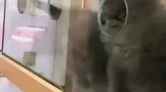 Руска синя котка