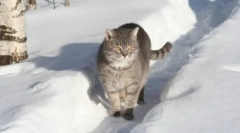 Руски породи котки