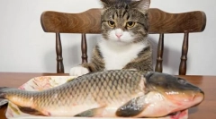 Риба за котка