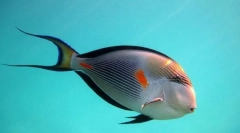 Рибен хирург