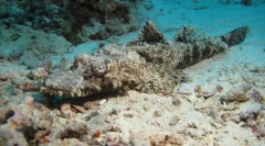 Риба-крокодил