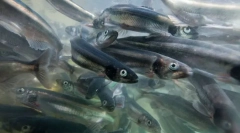Moiva fish