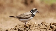 Rzhanko-форма. Отдаване на птици