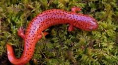 Salamander (снимка): миниатюрен дракон с богата история