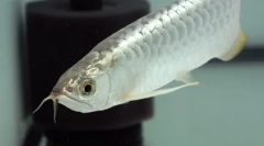 Най-скъпите риби