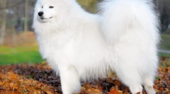 Samoyed laika (снимка) - лоялен приятел и положителна енергия