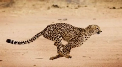 Най-бързите животни